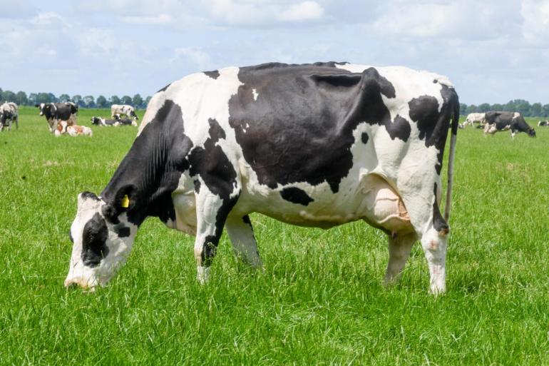 Klaasje 261 heeft volgens haar eigenaar alles in huis om een hoge levensproductie te halen. Zonder tegenslag maakt ze nog deze lactatie de tien ton vet en eiwit vol (foto: Harrie van Leeuwen)