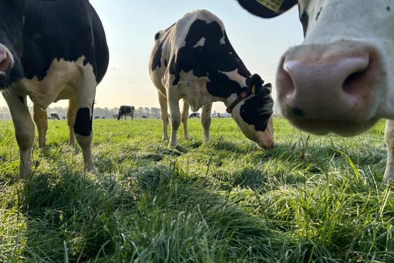 Het NDF-gehalte en het celwandgehalte liggen voor de tijd van het jaar lager dan gemiddeld
