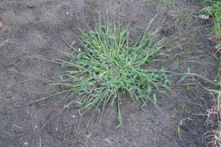 De C4-plant glad vingergras wordt in Nederland steeds vaker gevonden