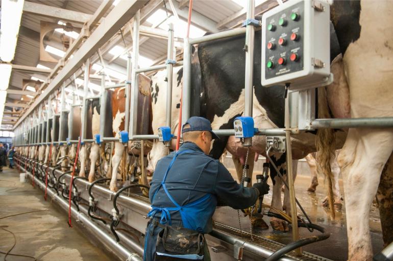 Koeien die ziek werden van vogelgriep produceerden over een periode van 60 dagen zo’n 900 kg minder melk dan verwacht