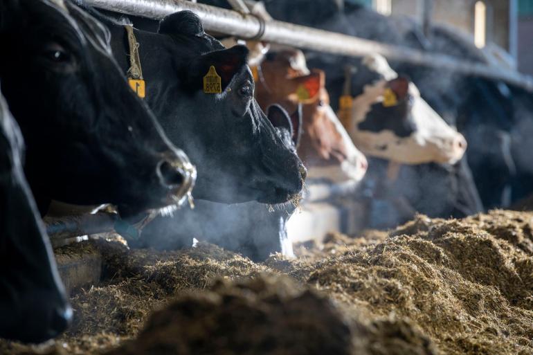 Zowel de stikstofuitstoot van de melkveehouderij als de stikstofuitstoot van de gehele Nederlandse veestapel blijven onder de plafonds