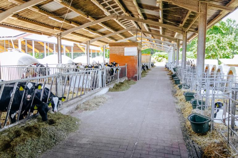 Recent bouwden de ondernemers een nieuwe stal voor de kalfkoeien en jongste kalveren