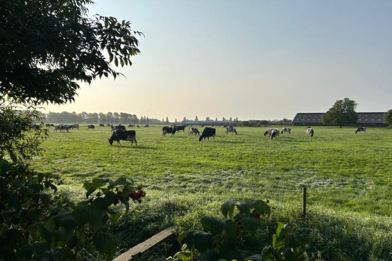 Voor de tijd van het jaar laten de versgrasdata nette cijfers zien