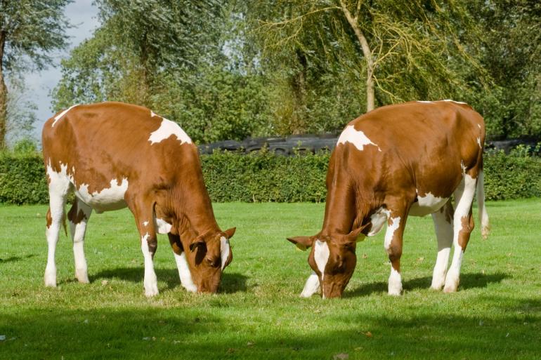 Het is mogelijk om te fokken op het percentage tweelinggeboortes