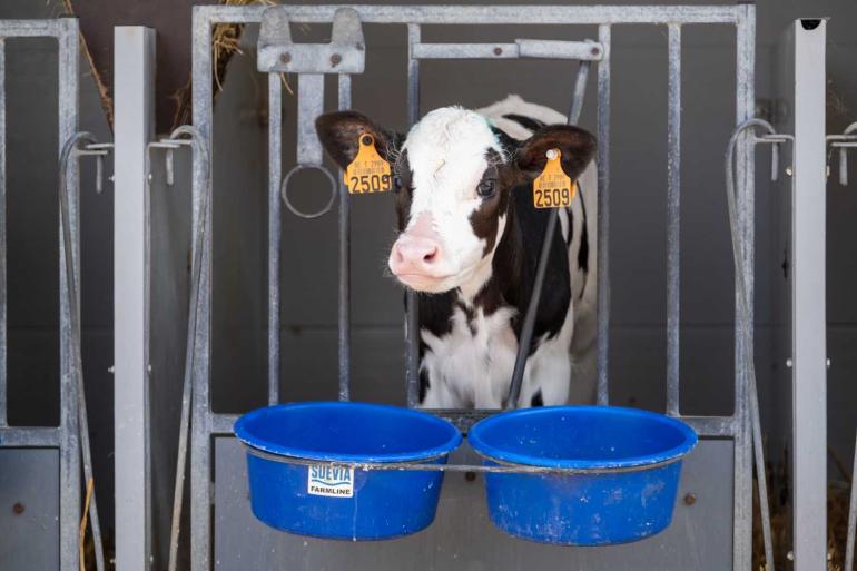 Cryptosporidiose is de meestvoorkomende vorm van kalverdiarree in de eerste drie weken na geboorte