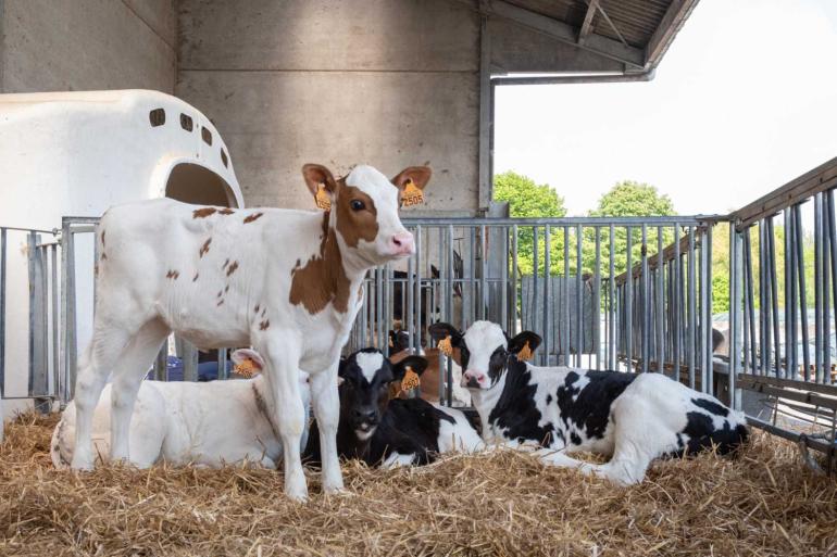 Steeds meer jonge kalveren hoeven niet onthoornd te worden, met name bij roodbont