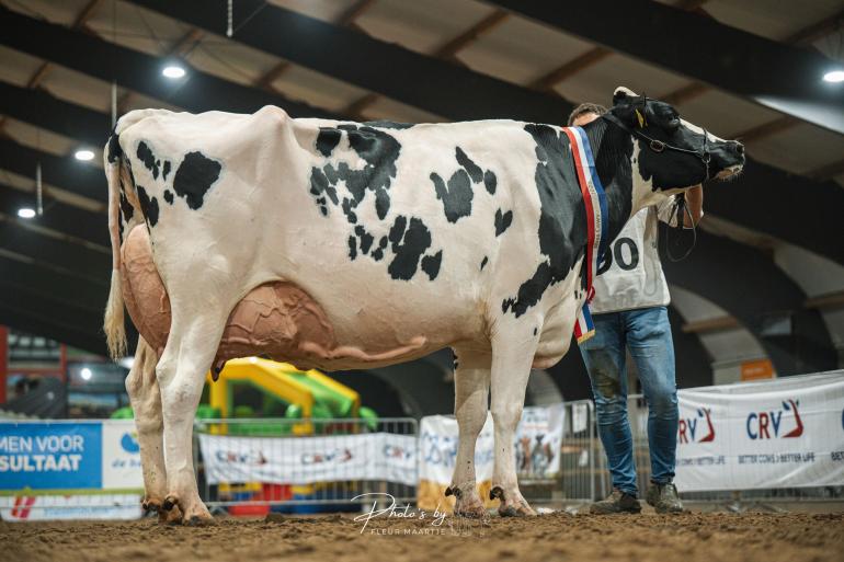Voor het tweede jaar op rij werd Jolenbroek Luzanna 184 algemeen kampioen in Scherpenzeel (foto: Fleur Maartje Bakker)