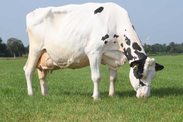 Jenny L Planet blijkt niet alleen qua productie een topper, ook op exterieurgebied scoort ze hoog. Bij haar inschrijving kreeg ze 87 punten voor frame, 89 voor type en maar liefst 92 voor uier