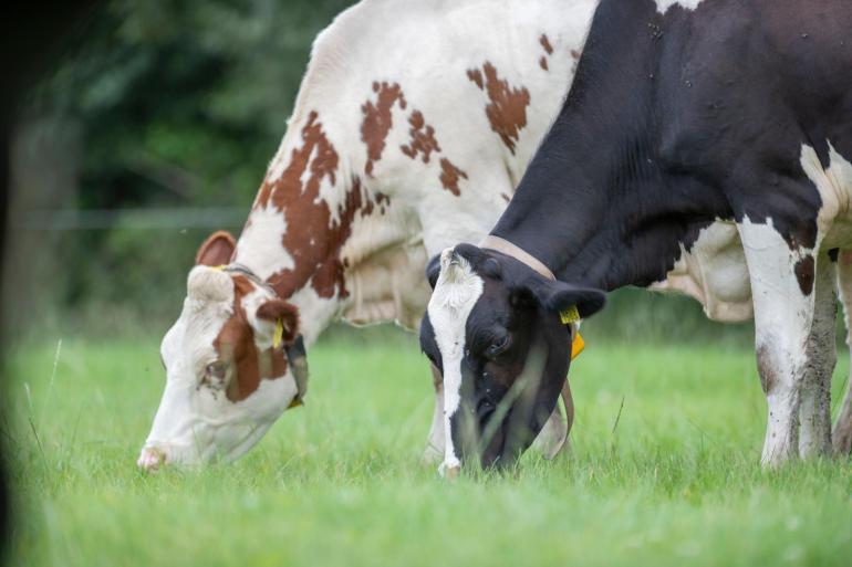 De vemwaarden liggen op een laag niveau, maar de hoeveelheid eiwit en suiker is normaal voor de tijd van het jaar