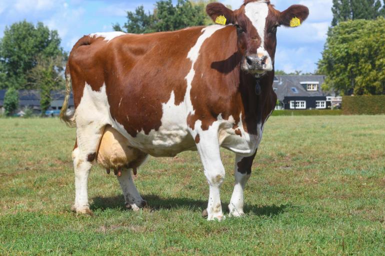 Mrij-koe Lana smijt met haar voer, maar niet met haar krachten. Zo produceerde ze al meer dan 120.000 kg melk en reikte ze tot drie sterren (foto: Harrie van Leeuwen)