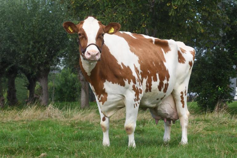 Willy 357 is met gehalten van bijna vijf procent vet en vier procent eiwit altijd een van de betere melkkoeien geweest op het veenweidebedrijf van de familie Vreeswijk (foto: Harrie van Leeuwen)
