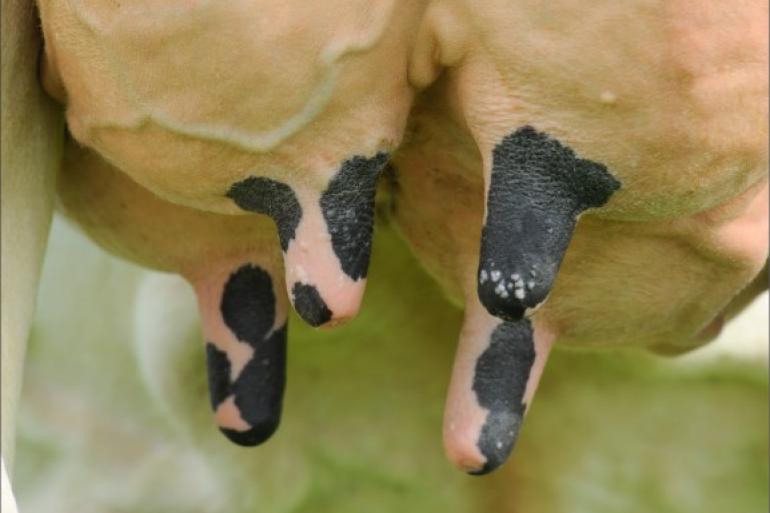 De achterspeenplaatsing van zwartbonte holsteinvaarzen wordt de laatste jaren nog steeds iets nauwer, maar duidelijk minder snel dan tussen 1997 en 2015