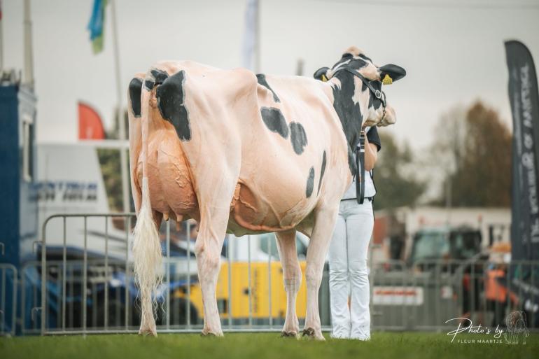 Algemeen kampioene Bons-Holsteins Koba 291 (v. Alligator) kalfde nog maar zes weken geleden (foto: Fleur Maartje Bakker) 