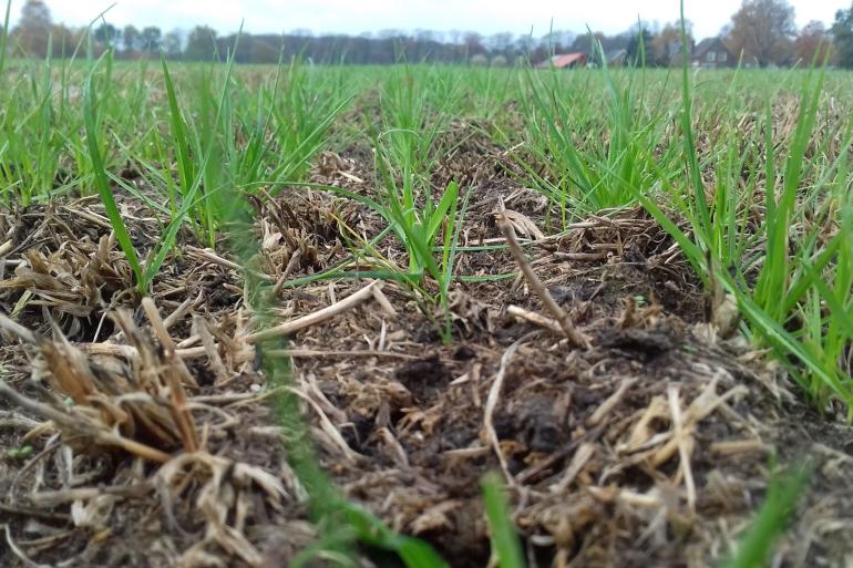 Het is nu een goed moment om percelen met een te laag aandeel goed gras en klavers door te zaaien (foto: Mark de Beer)