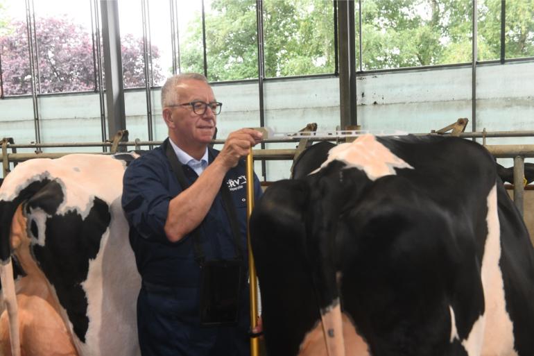 Zwartbonte holsteinvaarzen werden in 25 jaar tijd zo’n 5,5 centimeter groter