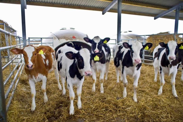 Veel Britse kalveren komen uit rietjes met gesekst sperma