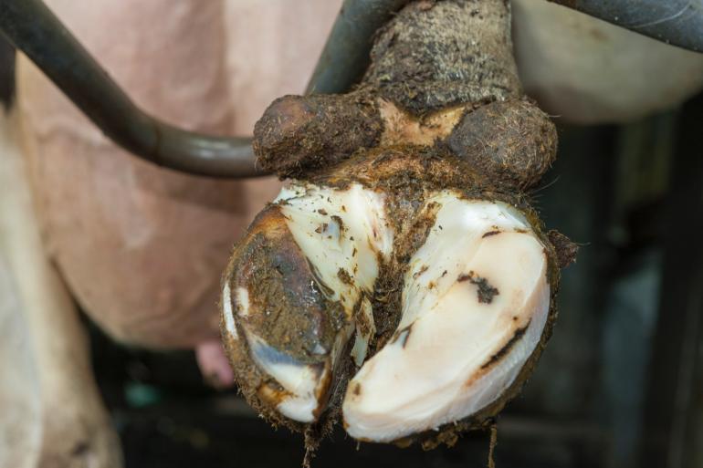 De fokwaarde klauwgezondheid van holsteinkoeien stijgt sinds 2018 met ruim 0,5 punt per jaar