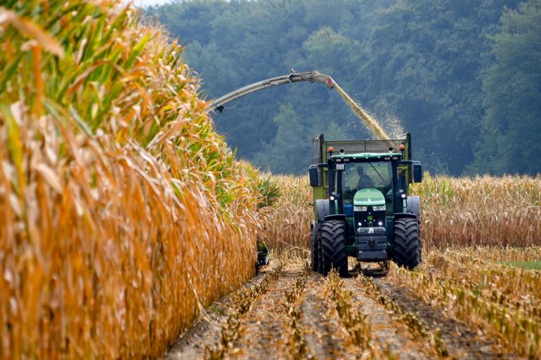 Ongeveer 60 procent van de Vlaamse proefvelden waarvan LCV de afrijping volgt, is al oogstrijp