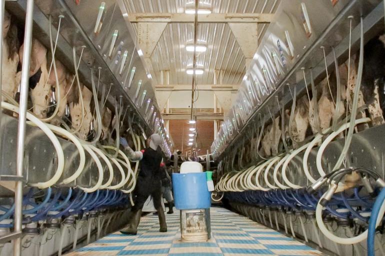 Amerikaanse melkveehouders produceerden in juli van dit jaar vier procent meer melk dan in juli vorig jaar