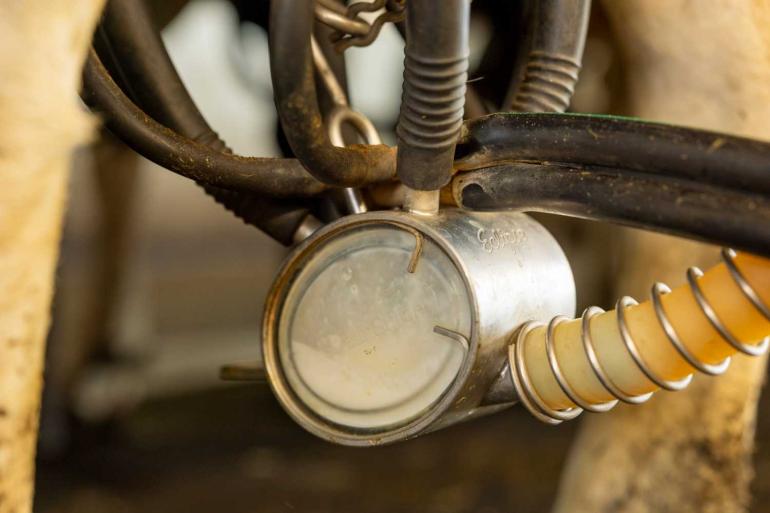 Met 53 euro per 100 kg melk ligt de garantieprijs van FrieslandCampina voor het eerst dit jaar lager dan in dezelfde maand vorig jaar