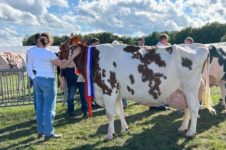 De tien jaar oude ’t Laar Beatrise 64 (v. Jotan) won in Laren het algemeen kampioenschap roodbont
