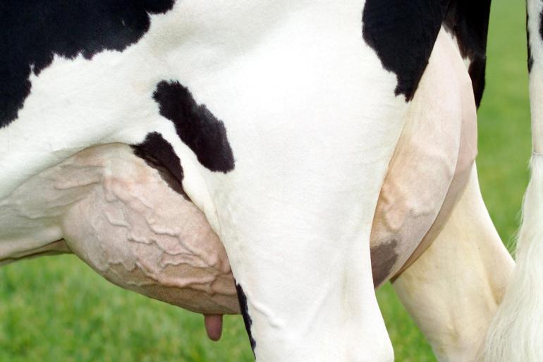 Tussen 1997 en 2012 werden de voorspenen van zwartbonte holsteinvaarzen circa 28 millimeter korter. Daarna bleef de speenlengte ongeveer stabiel