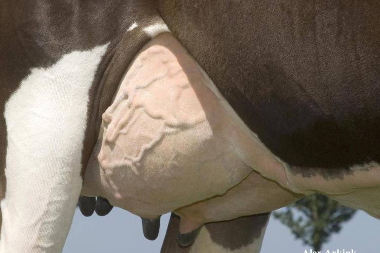 Ondanks dat de genetische aanleg voor productie steeg met bijna 1600 kg melk, werden de uiers van zwartbonte holsteinvaarzen in 25 jaar tijd niet dieper