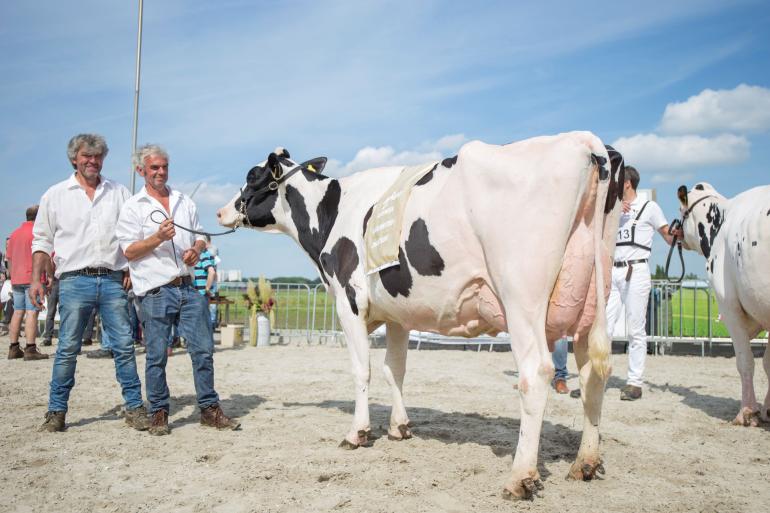 Kroontje 307 van vof Mooren pakte de titel in de middenklasse en werd algemeen kampioen zwartbont (foto: Koeienfoto’s.nl)