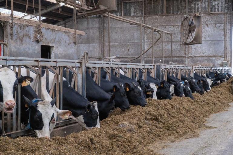 Het stoppen van bedrijven heeft volgens Boerenbond op termijn rampzalige gevolgen voor de voedselproductie