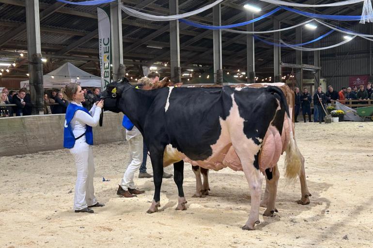 De zevenjarige Topcross Anna 267 (v. Goldwyn) won in Oenkerk het algemeen kampioenschap