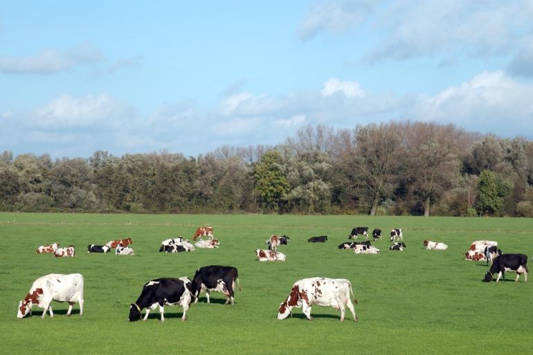 De draagkracht is nog voldoende om dagelijks de koeien te weiden