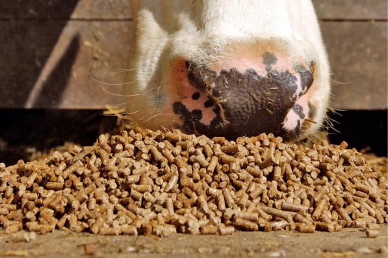 Bij het huidige melkproductieniveau is het sectordoel van 158 gram ruw eiwit in het rantsoen volgens Dijkstra veilig voor de diergezondheid