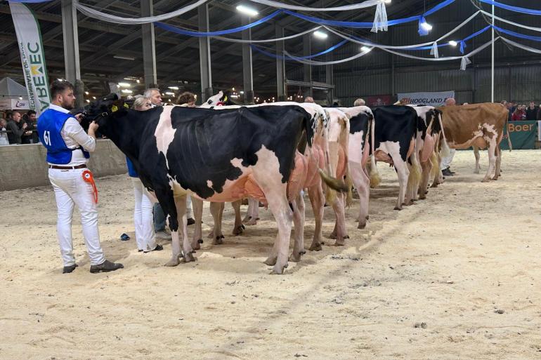 De latere winnares bij de jonge koeien Krûdikker Lynx 41 (v. Henley) op kop van haar rubriek