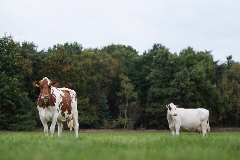 Naast dit eiwitrijke herfstgras past een smakelijke zomerkuil met weinig eiwit