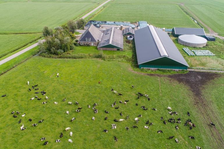 Gemiddeld heeft een Nederlandse melkkoe dit jaar 0,38 hectare aan grasland beschikbaar