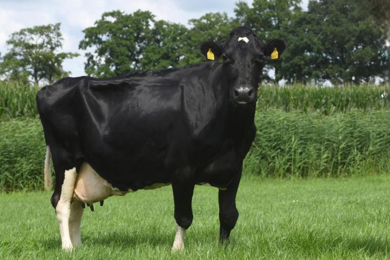 Bontje 24 is volgens de veehouder enorm correct qua bouw. 'Ze heeft goede benen en haar uier is nog heel ondiep', zegt hij