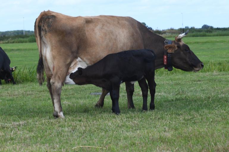 De voeropname van de koeien daalde sterk nadat ze abrupt van hun kalveren werden gescheiden