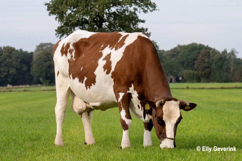 De ruim 16,5 jaar oude Gemma kalfde in april 2021 voor de laatste keer en is dus al 4,5 jaar onafgebroken aan de melk