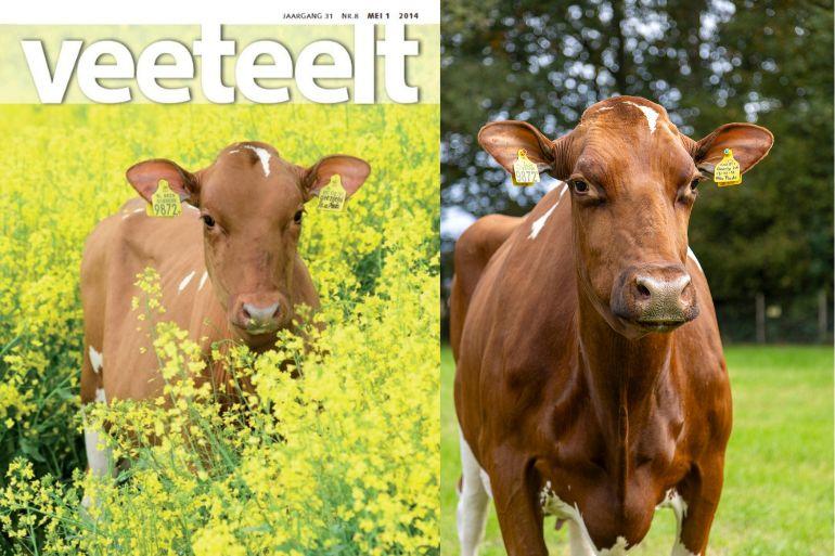 Veeteelt-coverkalf Geertje 416 is uitgegroeid tot een opvallende honderdtonner (foto rechts: Bianca Verhoef)