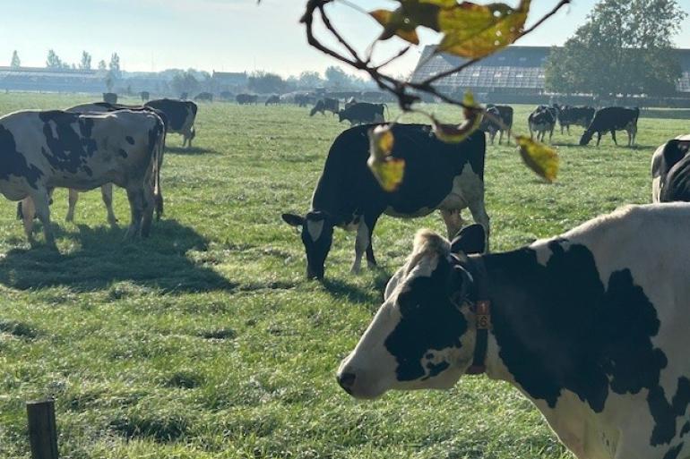 Het gras blijft door de dauw in de morgen nog lang vochtig