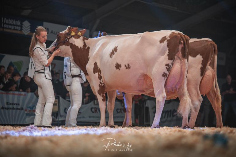 Het algemeen kampioenschap roodbont kwam op naam van Willie 57 (v. Curtis) van de familie Vosman (foto: Fleur Maartje Bakker)