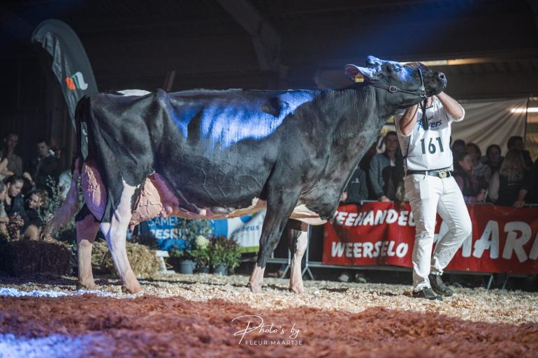 Algemeen kampioene Big Delta Anecy 1 (v. Solero) produceerde al 133.000 kg melk (foto: Fleur Maartje Bakker)