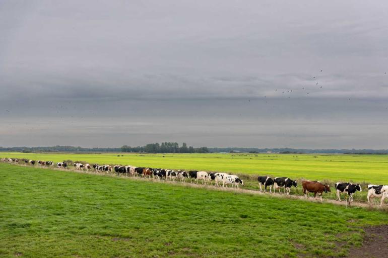 Gaan de koeien definitief op stal of blijft de deur op een kier?