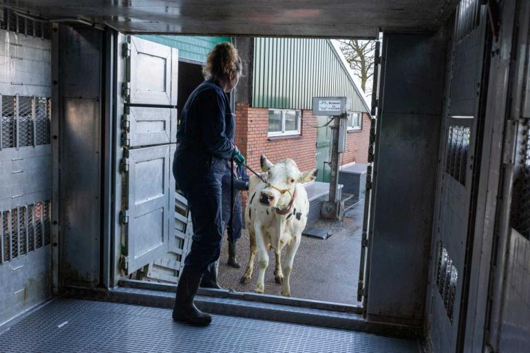 DGZ roept veehouders op om geen dieren aan te kopen als het niet echt noodzakelijk is