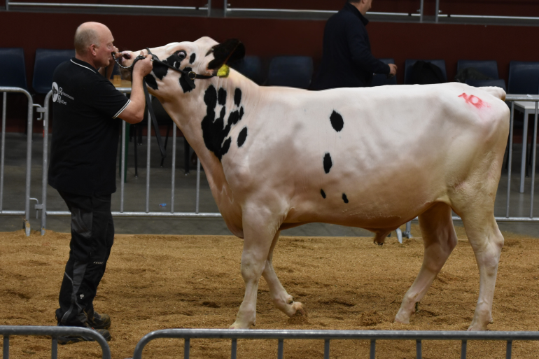 De hoogste stierenprijs in Osnabrück van 6400 euro was voor een zoon van Genius  (foto: OHG)