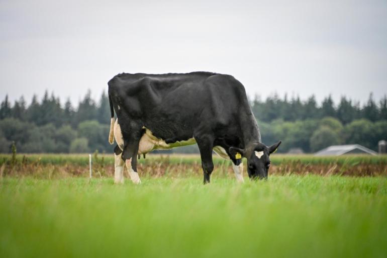 Sterkoe Pietje 109 lijkt zich in de stal wel haast achter andere koeien te verstoppen (foto: Henk Lomulder)