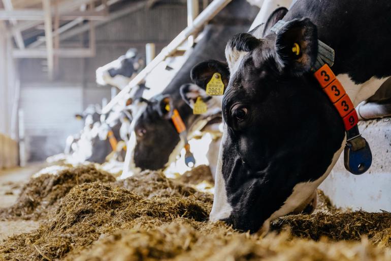Als koeien met een ketosemelding goed vreten en naar verwachting presteren, kunnen ze het best met rust worden gelaten