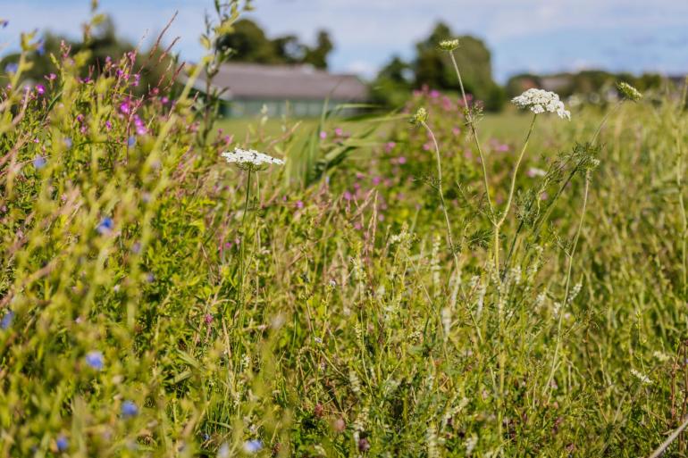 Naast de handreiking is er ook een overzicht van alle aanbevelingen uit de pilots, gericht op onderwerpen als veenweidebeheer, kringlooplandbouw en biodiversiteit