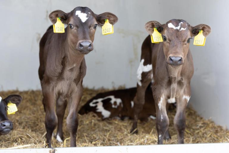 Het samen huisvesten van jonge kalveren brengt uitdagingen met zich mee