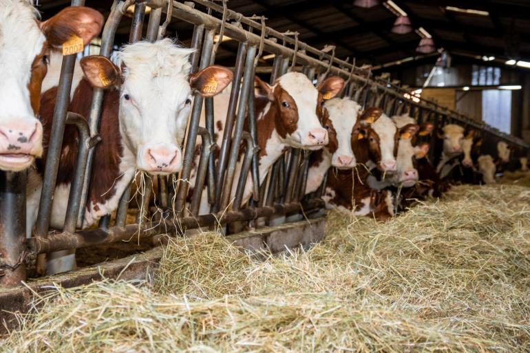 LTO adviseert om voorlopig geen runderen uit Frankrijk of Spanje te importeren